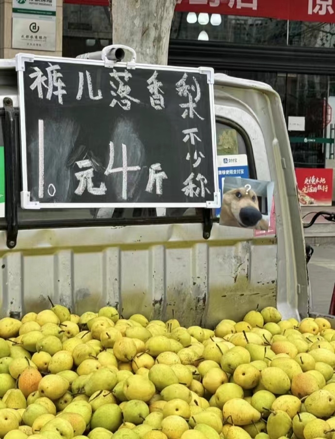 你吃过裤儿落香梨没有？…#情报-航海圈