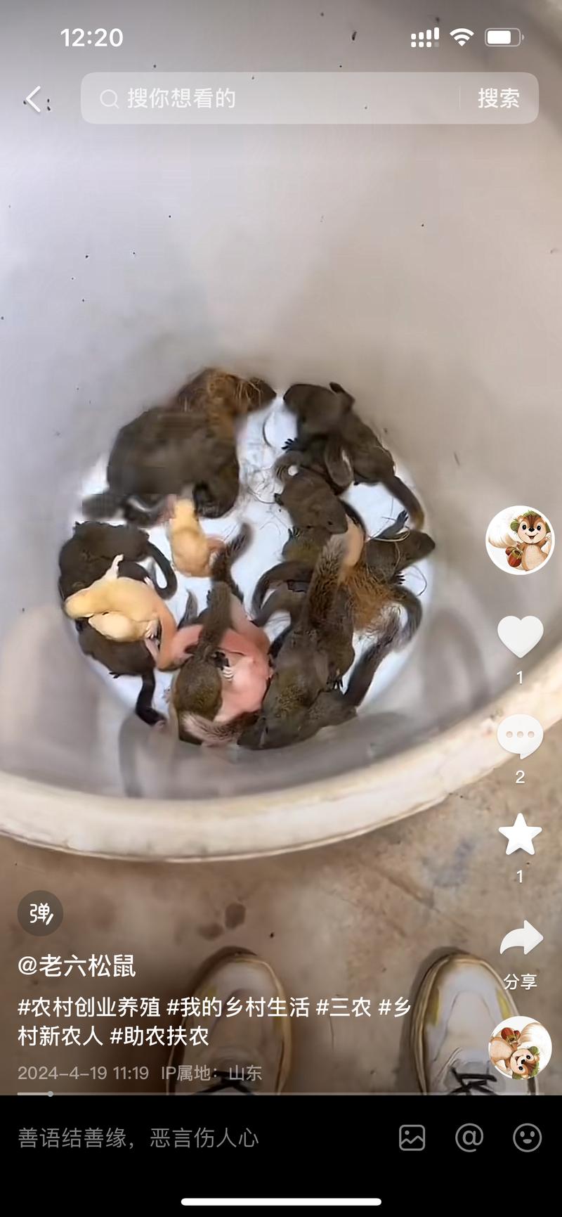 宠物赛道，这个小松鼠挺…#情报-航海圈