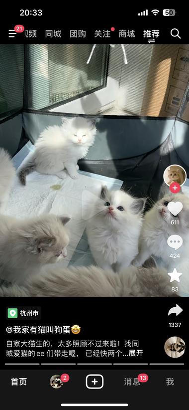 抖音引流，免费送猫引流微信卖猫周边，….-航海圈