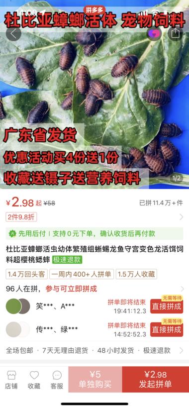新奇特蓝海市场产品：杜比亚蟑螂爬….-航海圈