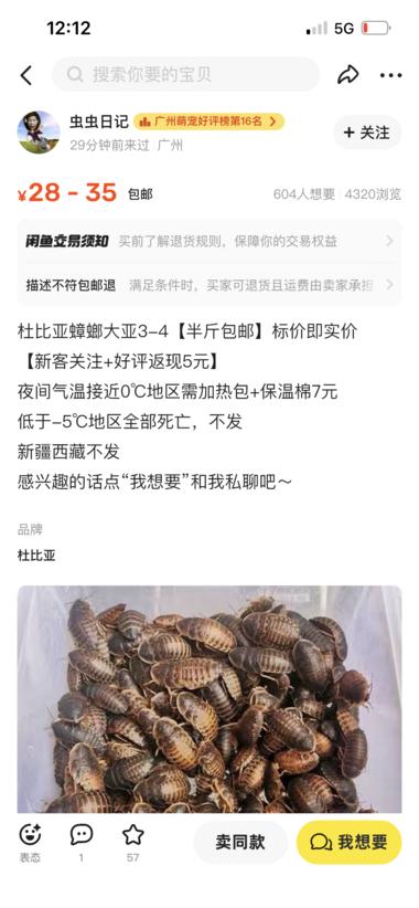 新奇特蓝海市场产品：杜比亚蟑螂爬….-航海圈