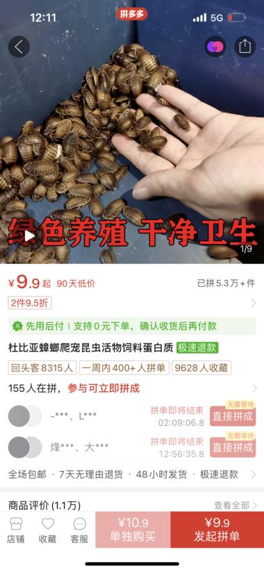 图片[6]-新奇特蓝海市场
产品：杜比亚蟑螂
爬….-网创风向标论坛-网络创业-网创圈