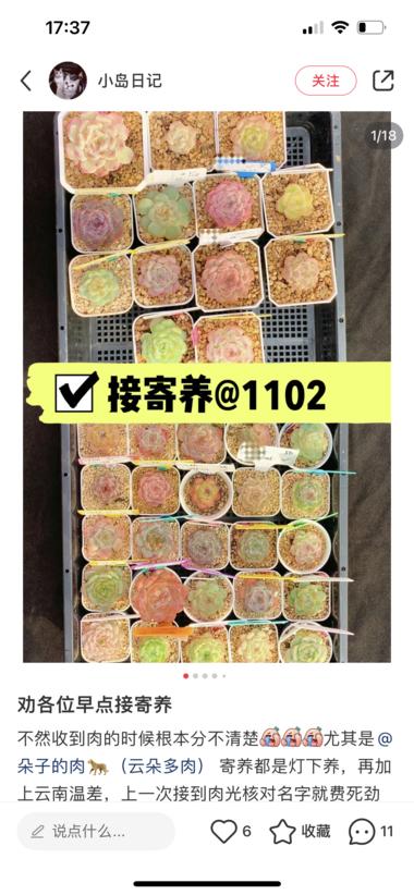 图片[2]-蓝海小众，多肉寄养。
 头部玩家年入已….-网创风向标论坛-网络创业-网创圈