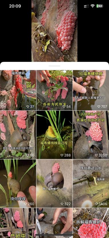 图片[2]-视频号，全发布的关于福寿螺的视频，数….-网创风向标论坛-网络创业-网创圈