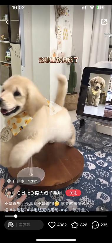 图片[4]-宠物赛道的情绪价值，感觉未来还是有发….-网创风向标论坛-网络创业-网创圈