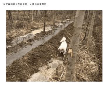 宠物故事赛道，写好宠物故事，流量经久….-航海圈