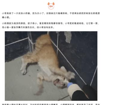 宠物故事赛道，写好宠物故事，流量经久….-航海圈