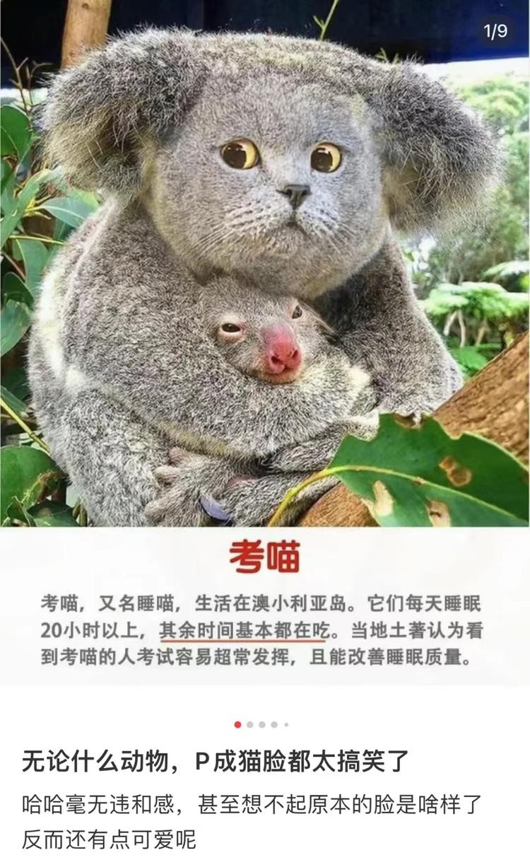 AI绘画+盟宠赛道+小红书精准意向人….-航海圈