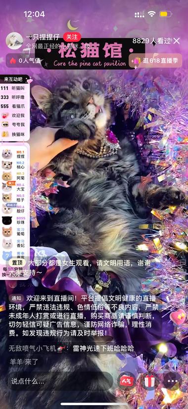 年轻人云养猫必备地 非传统意义上的 擦边….-搞钱风向标论坛-航海社群内容-航海圈