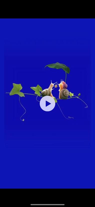 小动物动图播放量挺高，魔法画师小程序….-航海圈