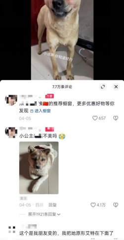 狗狗化妆带货现在喜欢宠物的人非常多….-搞钱风向标论坛-航海社群内容-航海圈