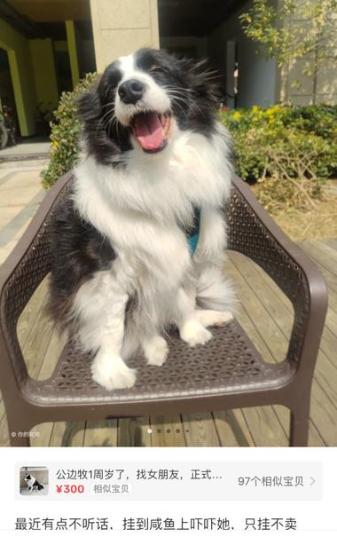 图片[8]-万万没想到，闲鱼账号也能成为婚后财产….-网创风向标论坛-网络创业-网创圈